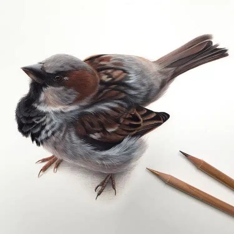 Bird Drawings by Claire Milligan