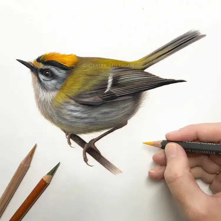 Bird Drawings by Claire Milligan