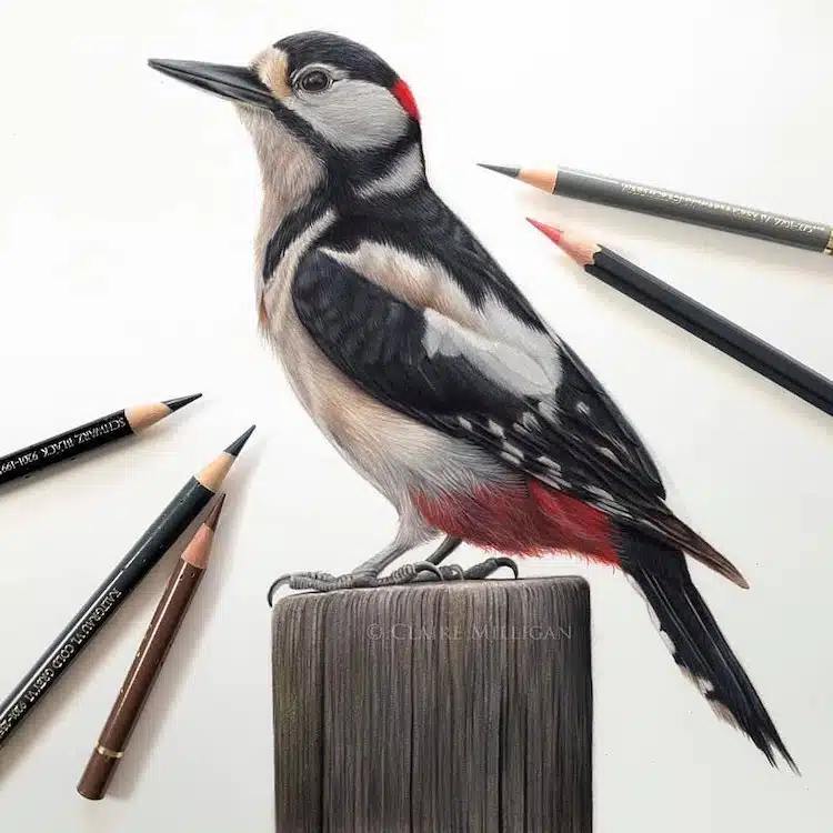 Bird Drawings by Claire Milligan