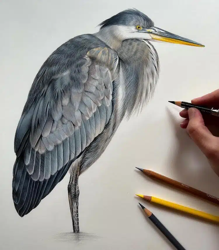 Bird Drawings by Claire Milligan