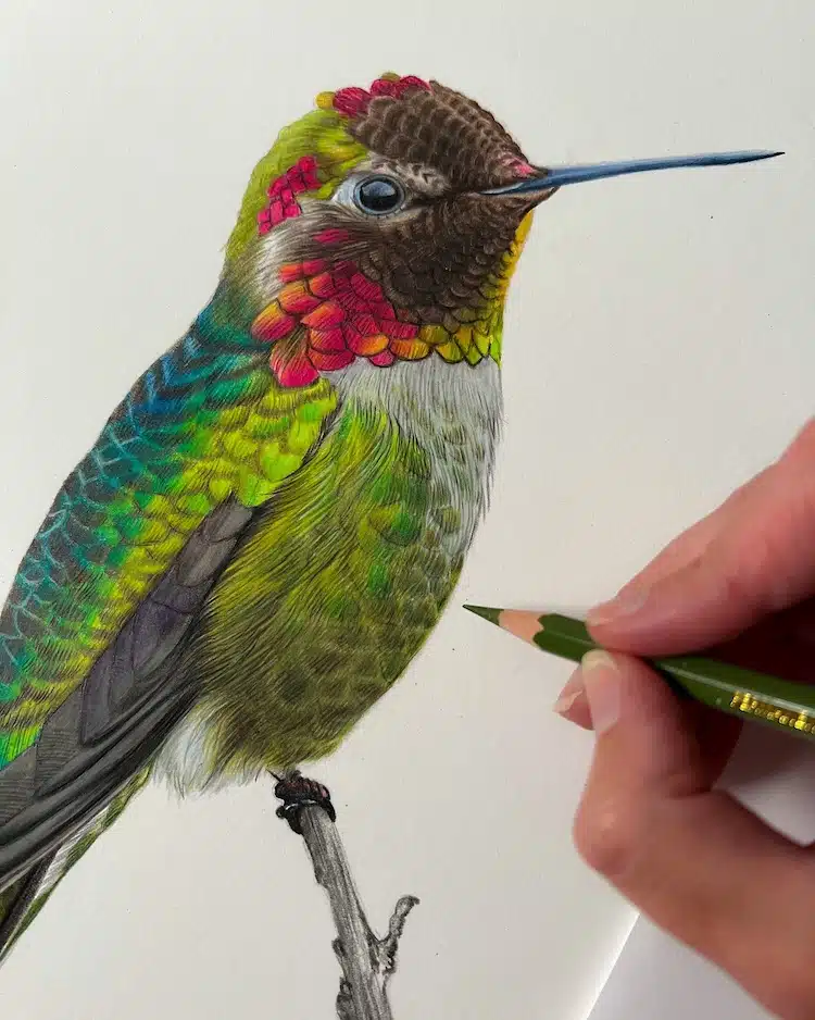 Bird Drawings by Claire Milligan