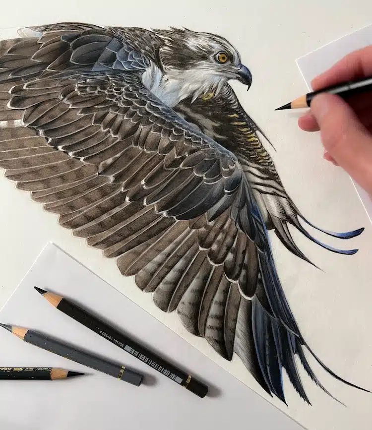 Bird Drawings by Claire Milligan