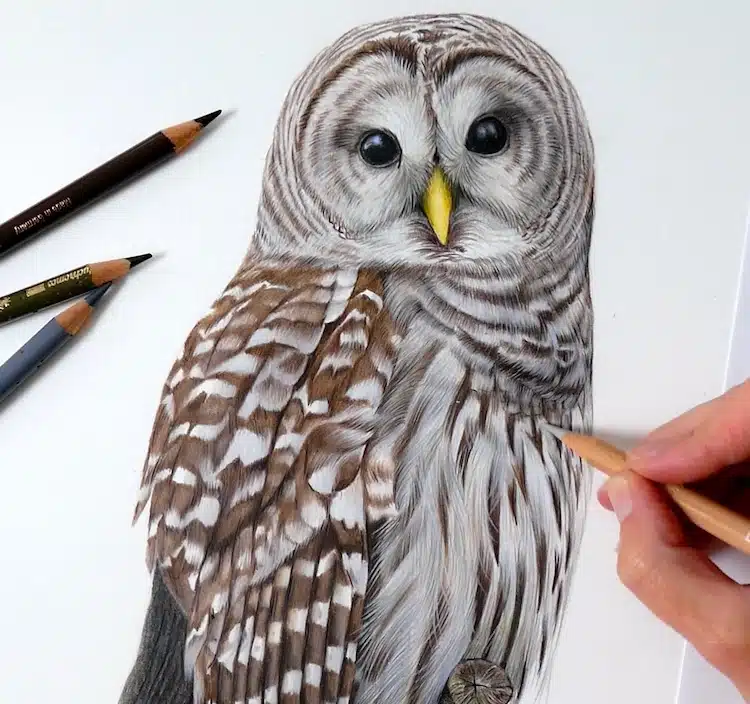 Bird Drawings by Claire Milligan