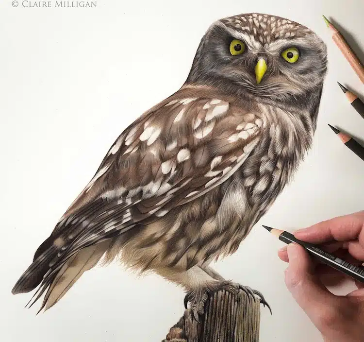 Bird Drawings by Claire Milligan