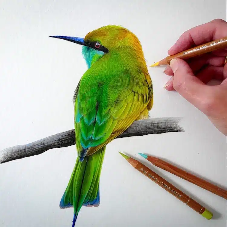 Bird Drawings by Claire Milligan