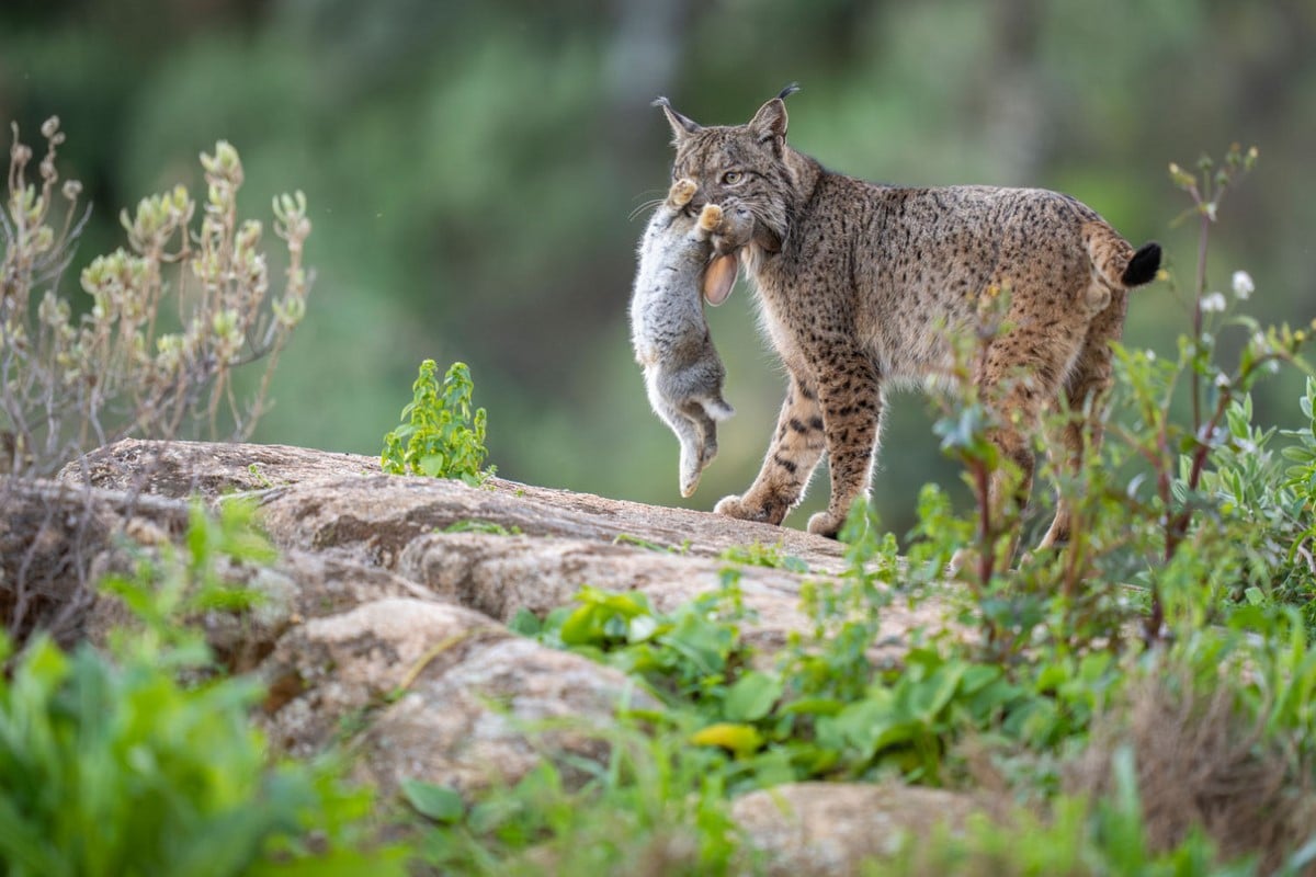 Iberian lynx with rabbit in its mouth