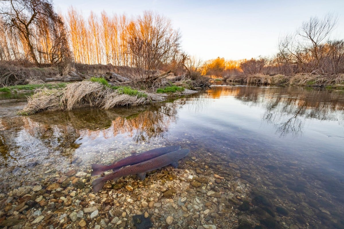 A pair of huchen (Hucho hucho), also known as Danube salmon, swim above a spawning pit dug by the female in the streambed. 