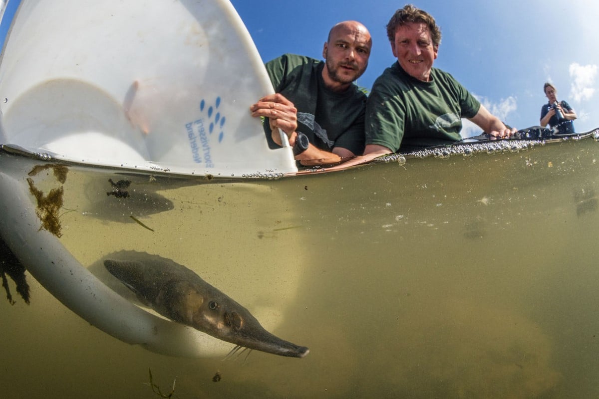 Release of juvenile European sturgeon in the River Rhine