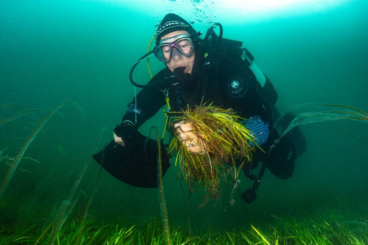 Project Seagrass의 해양 생물학자가 WWF-UK 및 Sky Ocean Rescue와 협력하여 Seagrass Ocean Rescue 이니셔티브의 일환으로 웨일즈 북부 포스딘레인에서 해초(Zostera marina) 씨앗을 수집하고 있습니다.