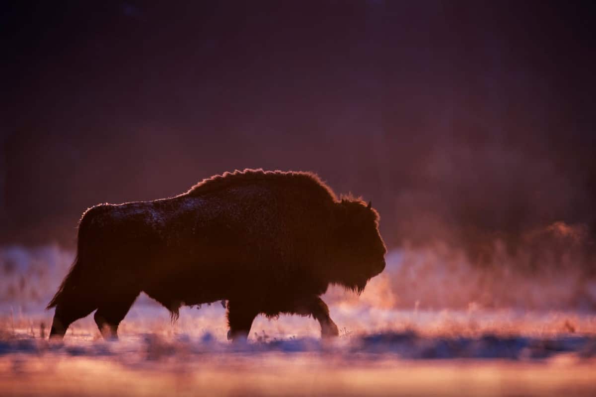 유럽들소(Bison bonasus)가 벨로루시 국경 근처 폴란드 비아워비에자 국립공원에 재도입