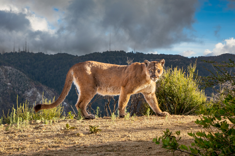 Mountain Lion with the LA mountains on the background