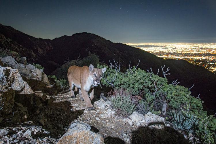 Fox with the LA skyline on the background