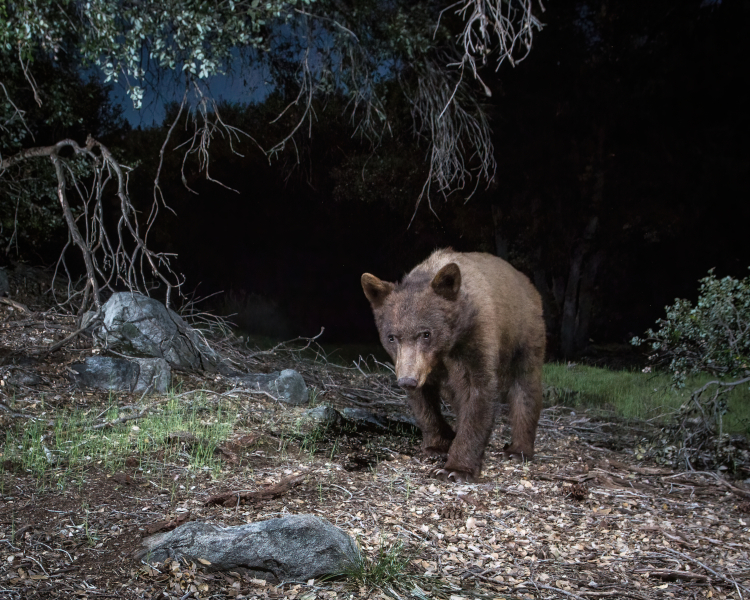 Camera trap photo of bear at night