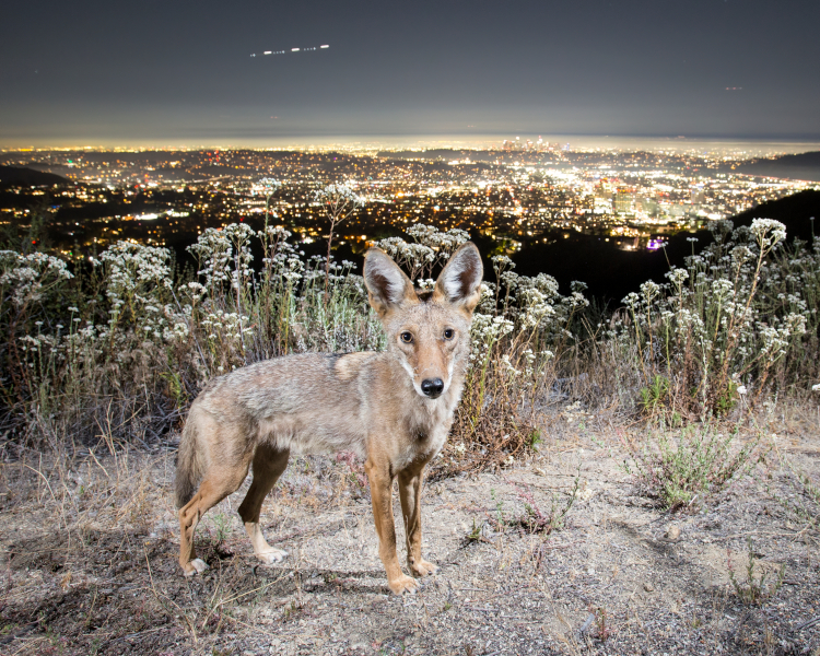 Coyote with the LA skyline on the background