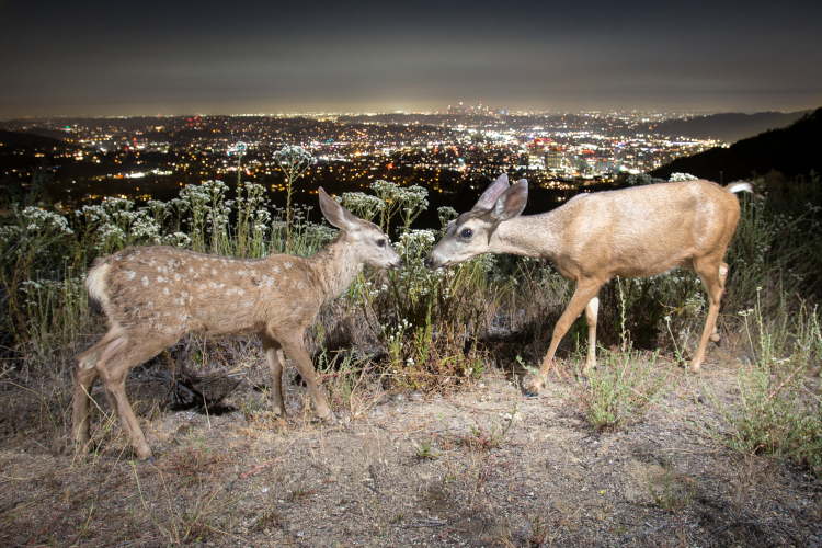 Fawns with the LA skyline on the background