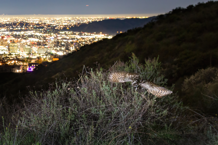 Owl with the LA skyline on the background