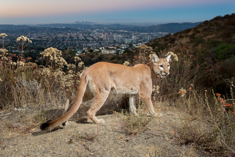 Mountain Lion with the LA skyline on the background