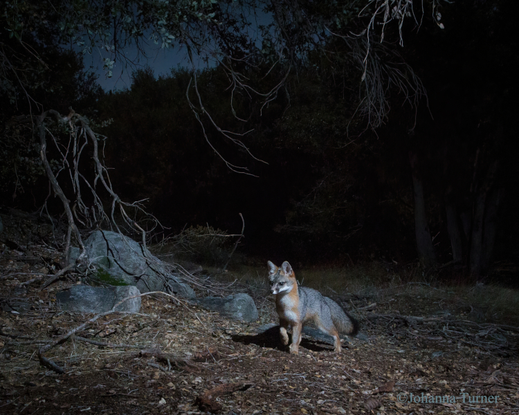 Camera trap photo of fox at night