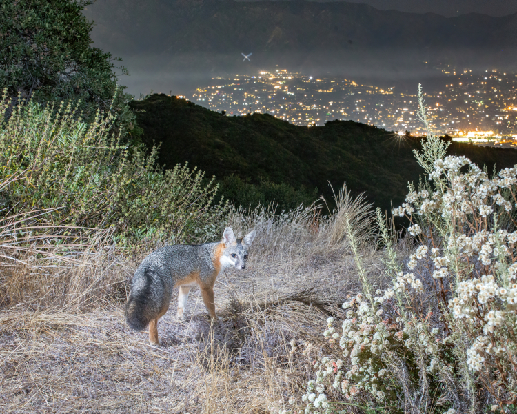 Fox with the LA skyline on the background