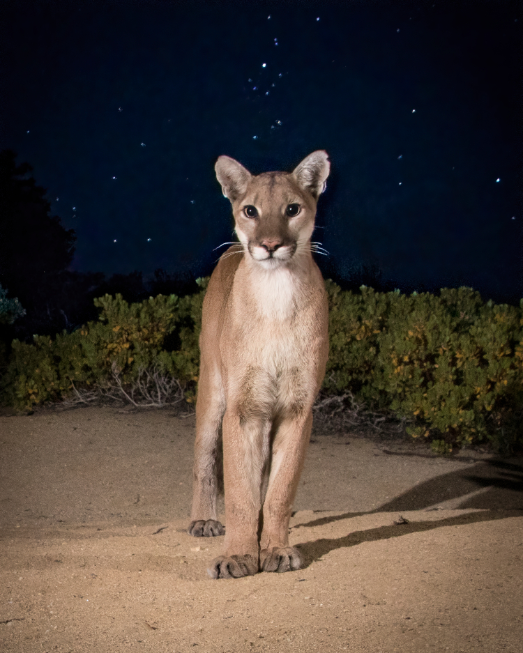 Mountain Lion with stars on the background