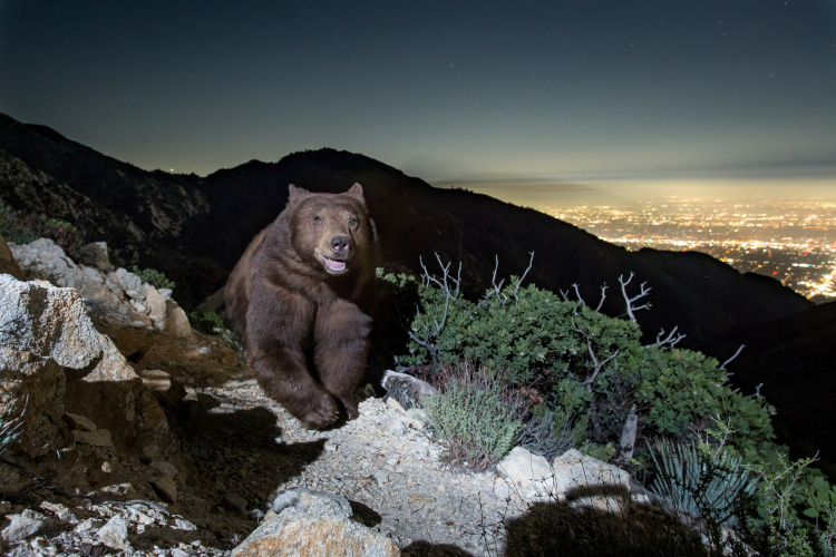 Bear with the LA skyline on the background