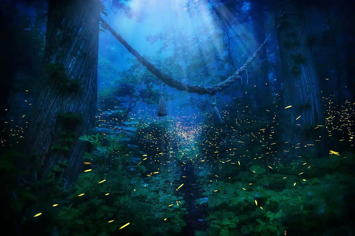 Fireflies Light up a Japan forest at night