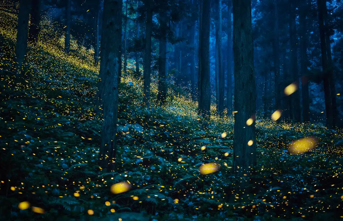 Fireflies Light up a Japan forest at night