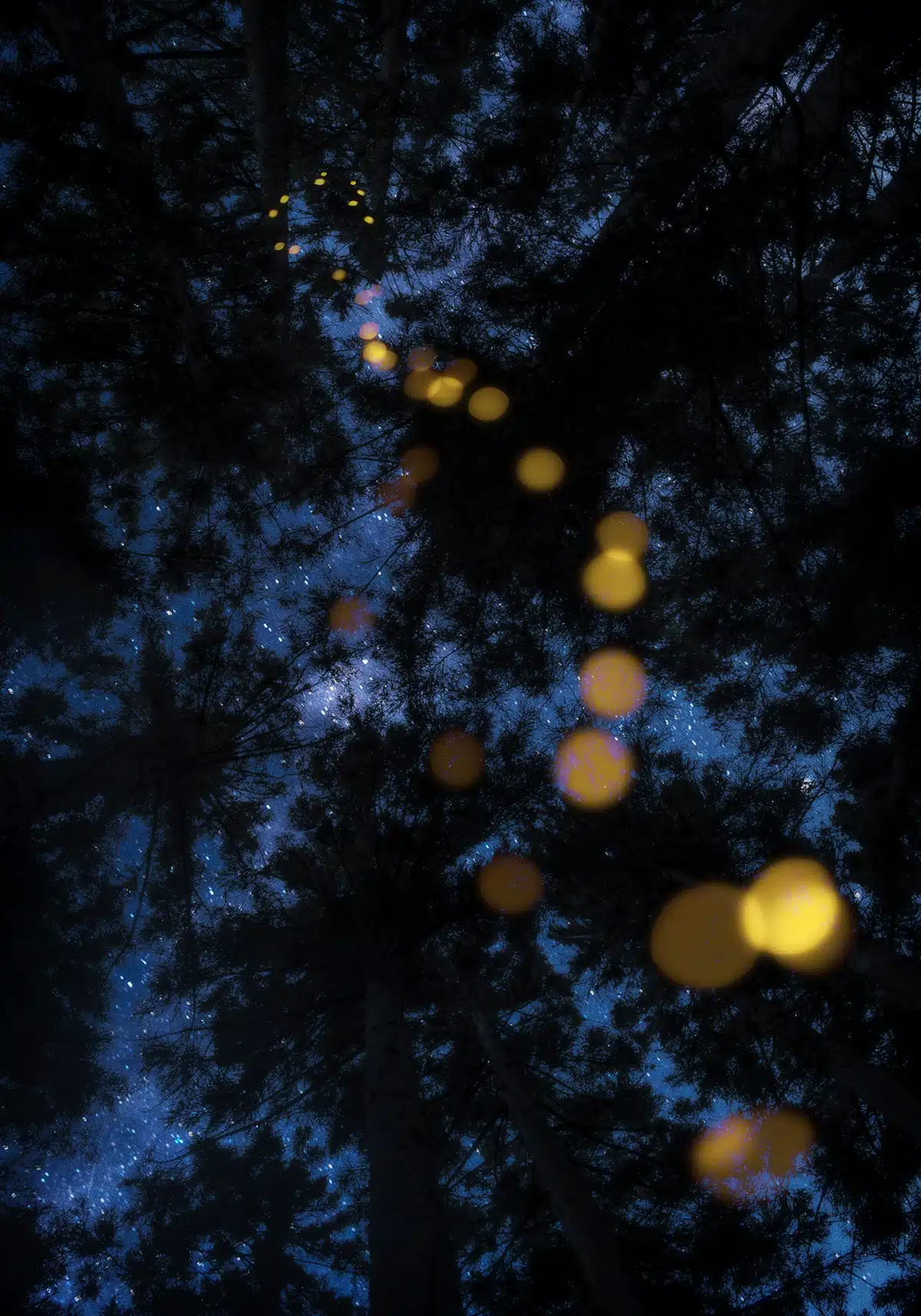 Fireflies Light up a Japan forest at night