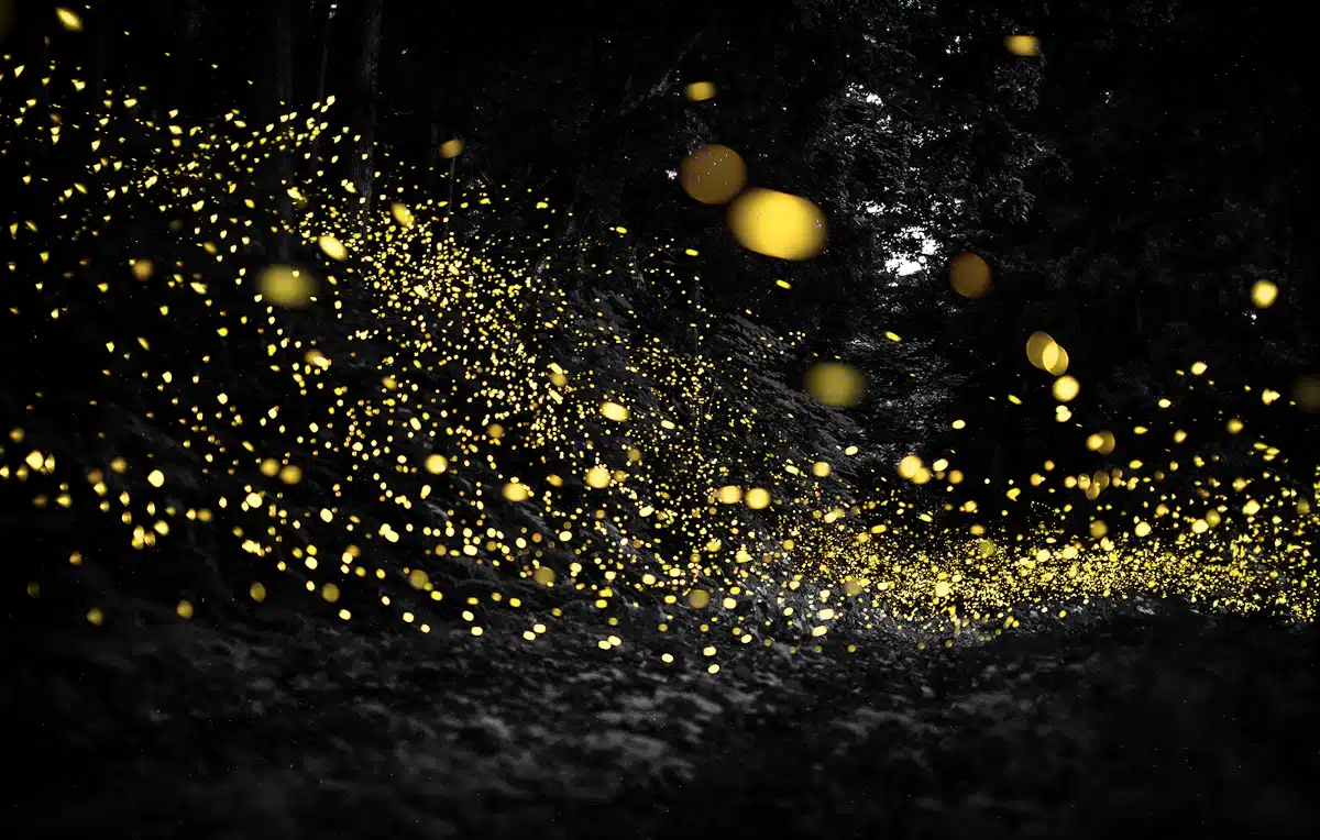 Fireflies Light up a Japan forest at night