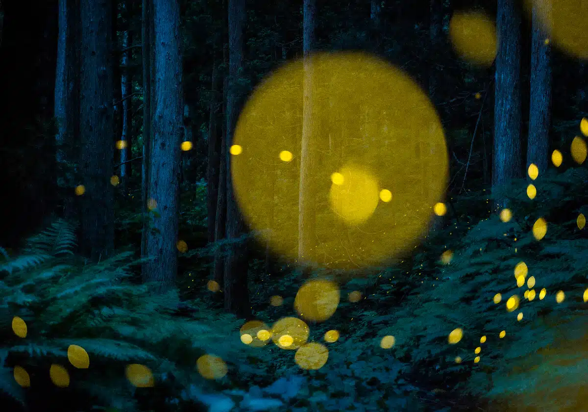 Fireflies Light up a Japan forest at night