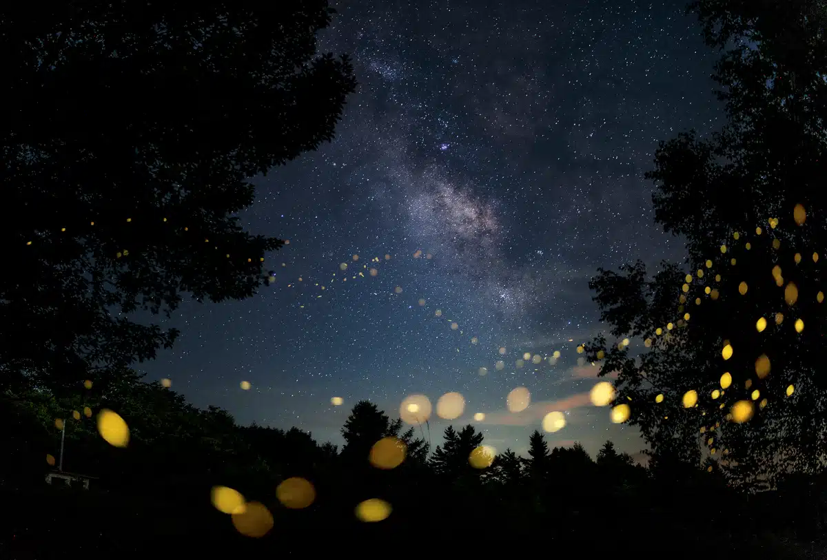 Fireflies Light up a Japan forest at night