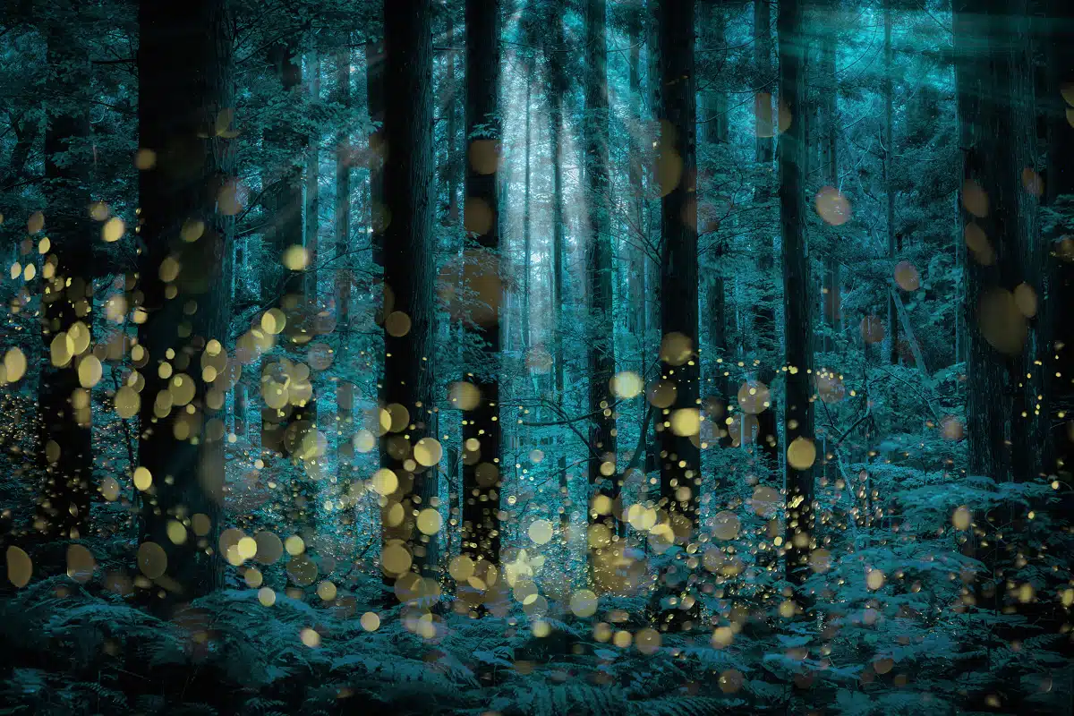 Fireflies Light up a Japan forest at night