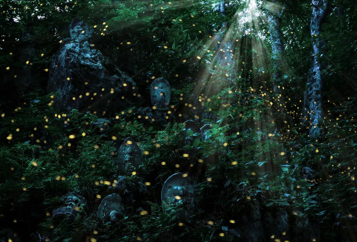 Fireflies Light up a Japan forest at night