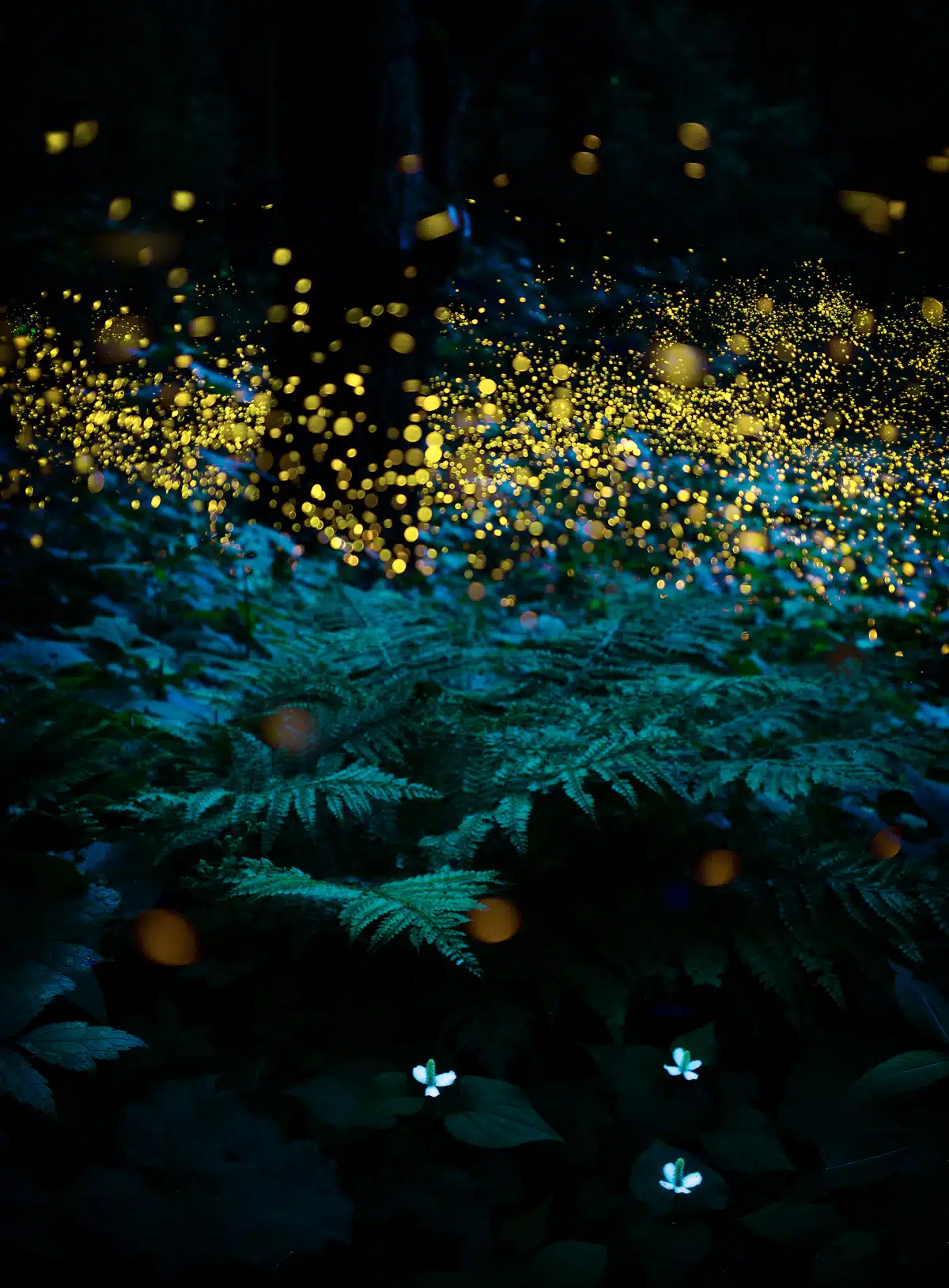 Fireflies Light up a Japan forest at night