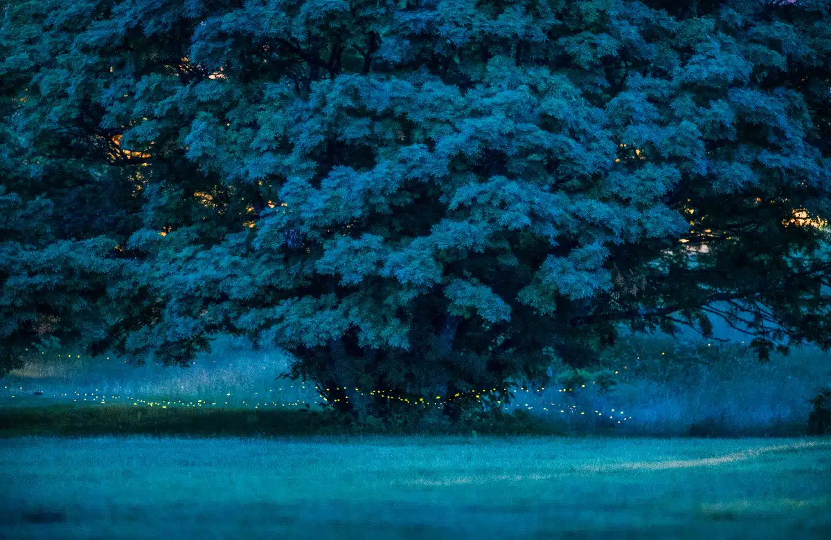 Fireflies Light up a Japan forest at night