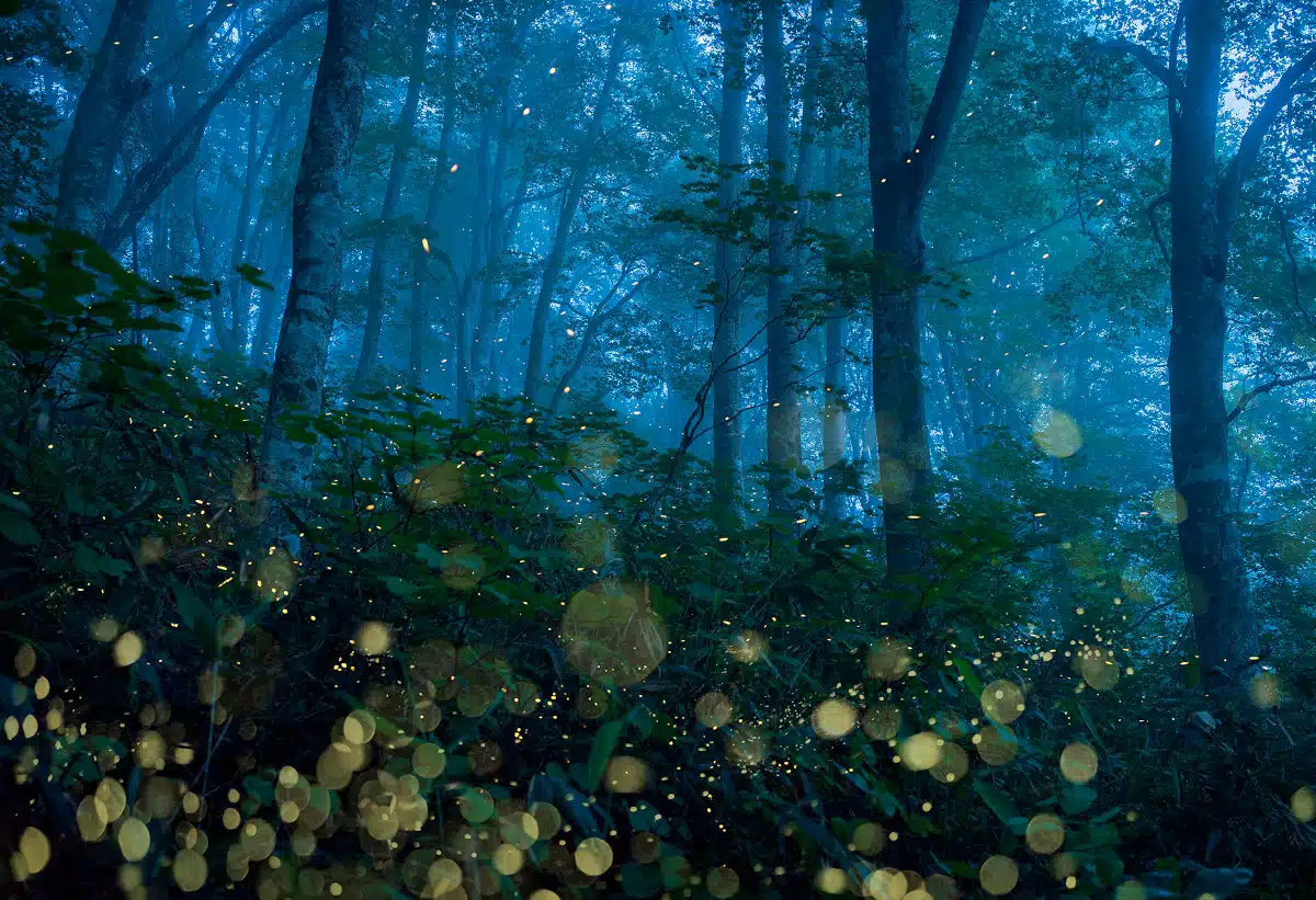 Fireflies Light up a Japan forest at night