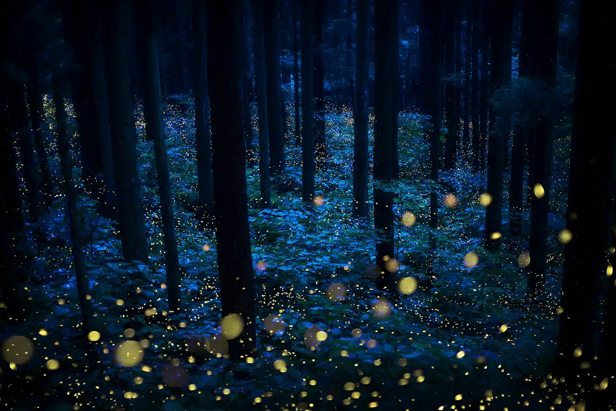 Fireflies Light up a Japan forest at night