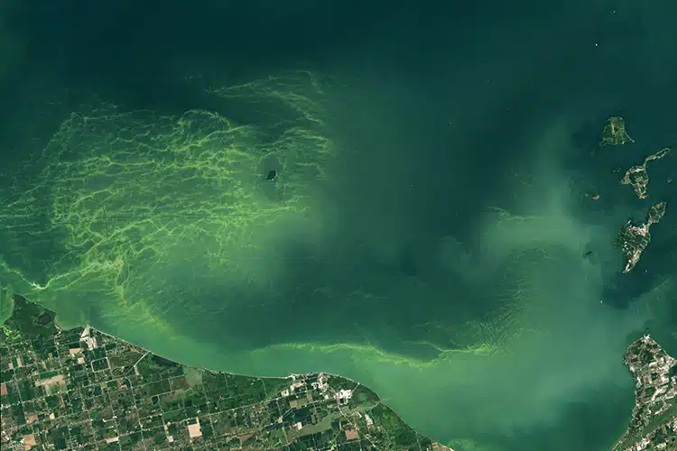 Lake Erie Algae Bloom Captured by NASA