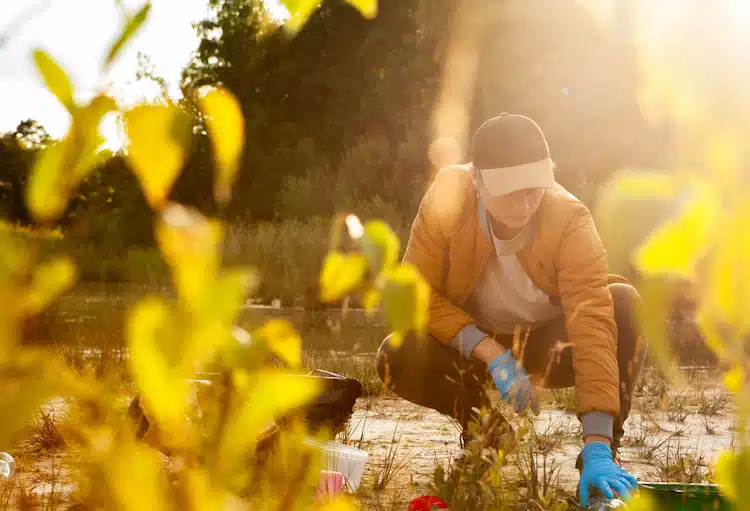 REPLANT Act reforestation forest climate change