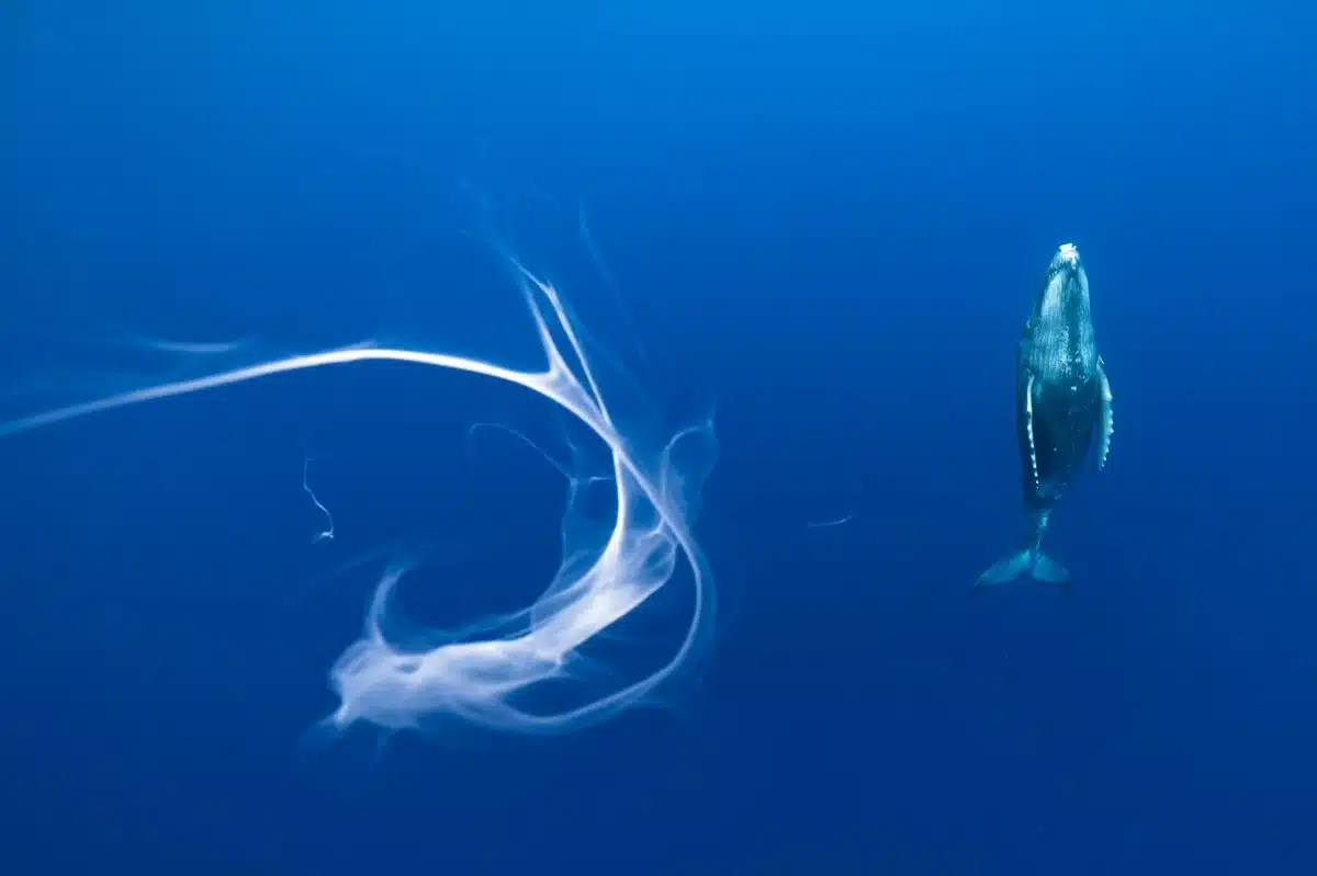 Milk floating in the depths as the humpback whale calf missed it