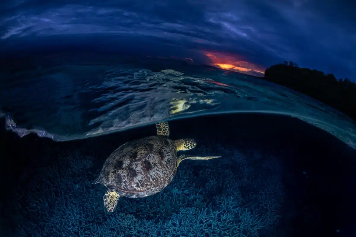 Green turtles in the water at sunset at N'gouja Beach