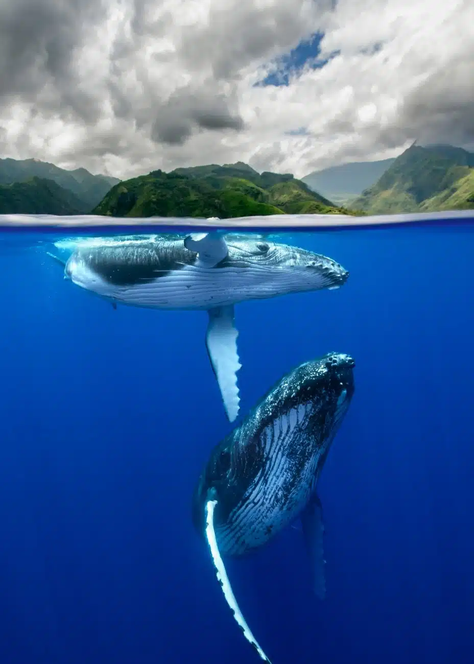 A mother and calf humpback whale interact closely near the surface just off the coast of Tahiti's island.