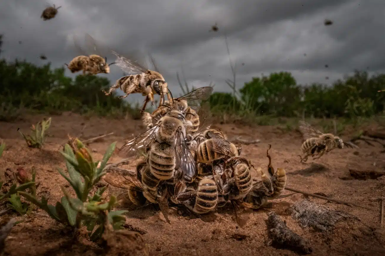 Male cactus bees (Diadasia rinconis) fiercely contend for the attention of a single female