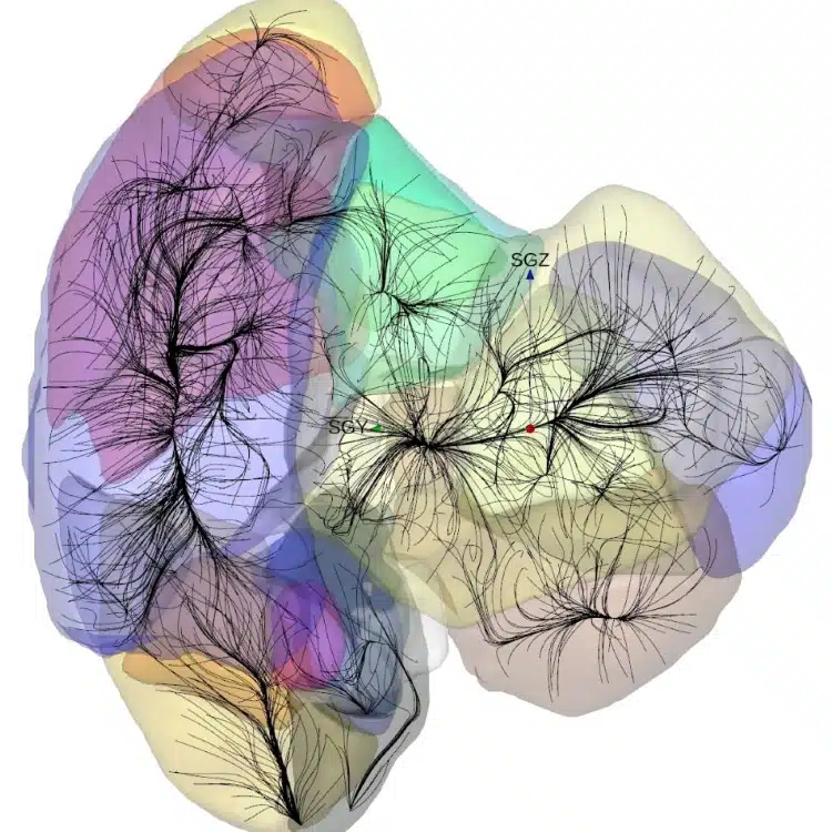 Los movimientos de las galaxias convergen hacia cuencas de atracción coloreadas. La Vía Láctea está representada por el punto rojo.