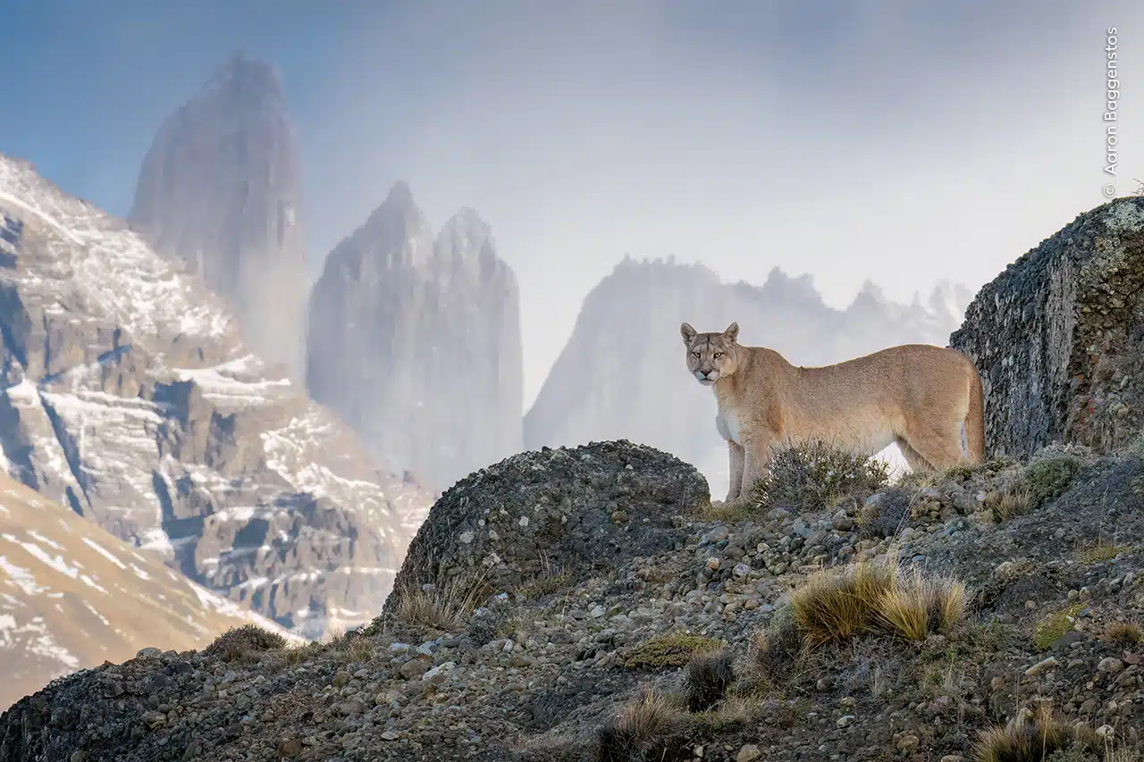 A puma stands on a windswept outcrop in the rugged mountain terrain of Torres del Paine National Park, Chile. 