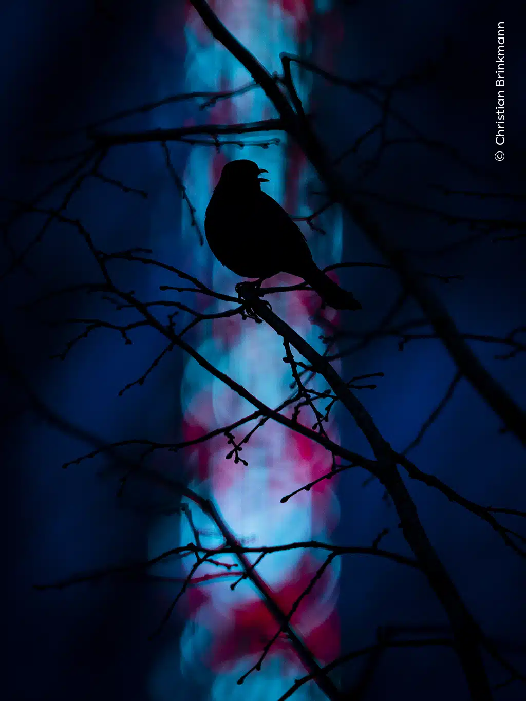 A singing Eurasian songbird is silhouetted against a backdrop of colorful fairground lights in Münster, Germany. 