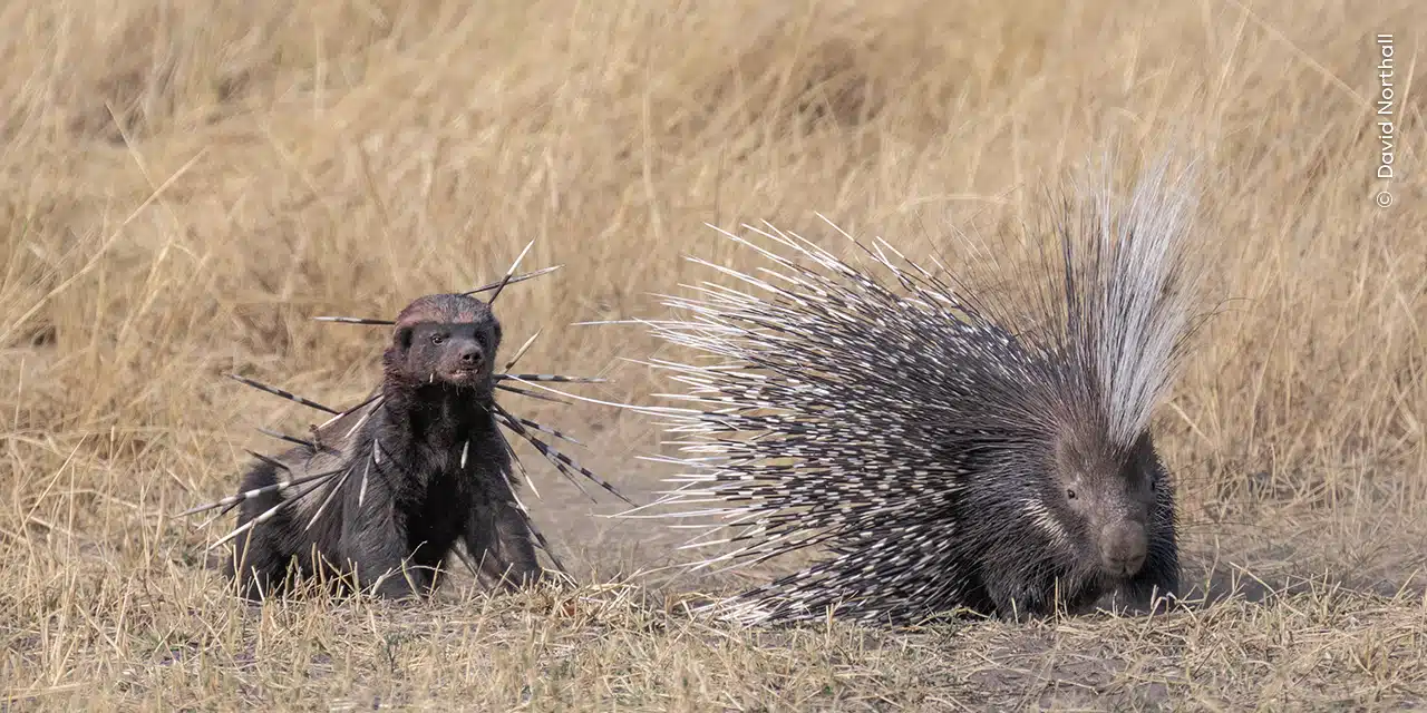 A bloodied yet determined honey badger returns to finish off a Cape porcupine, which earlier had tried to defend itself. 