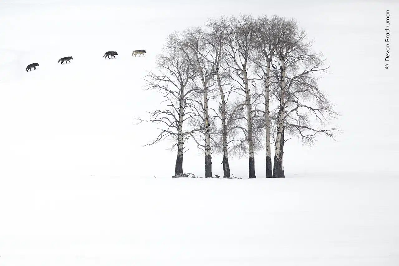 Four gray wolves cross a minimalist landscape of naked aspens and snow in Yellowstone National Park, USA. 