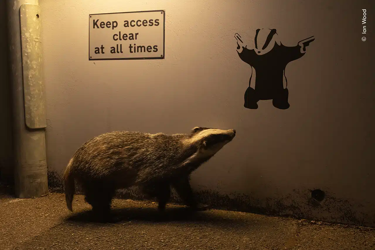 Eurasian badger looking at graffiti in England