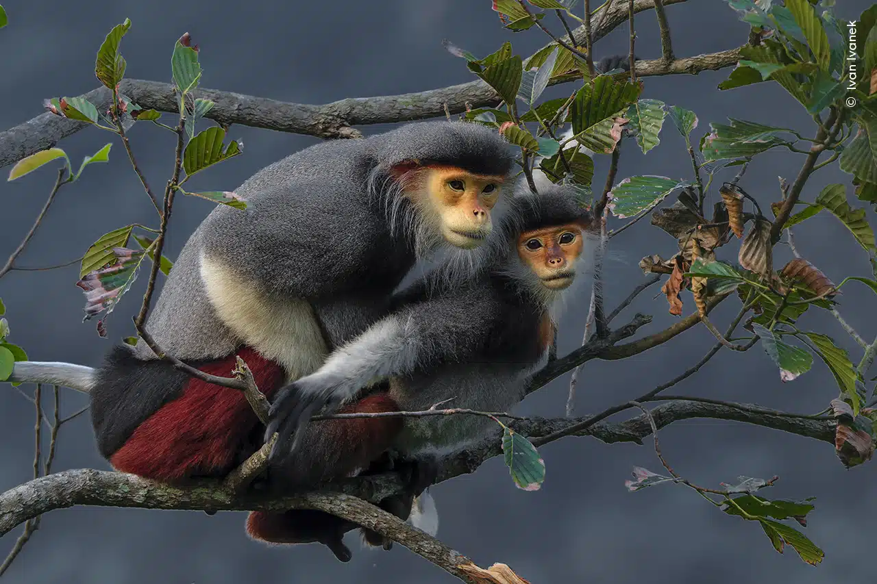 A striking pair of red-shanked douc langurs are seen mating in the forests of the Sơn Trà peninsula in Vietnam